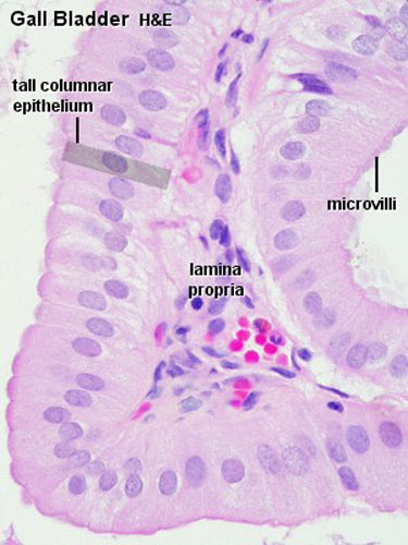 Gastrointestinal Tract - Gallbladder Histology - Embryology