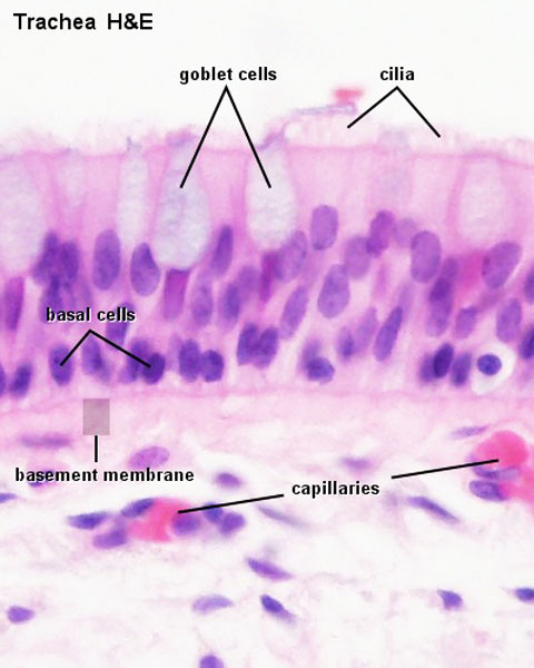 File:Trachea histology 01.jpg - Embryology