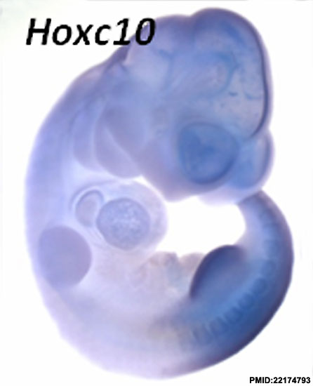 File:Mouse Hoxc10.jpg