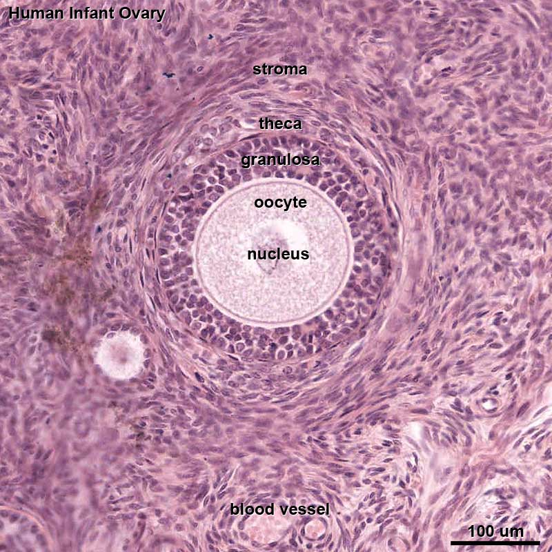 File:Human infant ovary follicle 01.jpg - Embryology