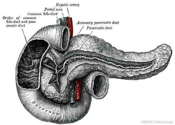 File:Pancreas adult.jpg