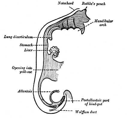 The early developing gastrointestinal tract