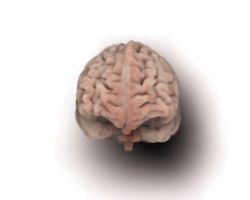 File:Adult brain animation 01.gif - Embryology