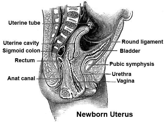 File:Newborn uterus.jpg