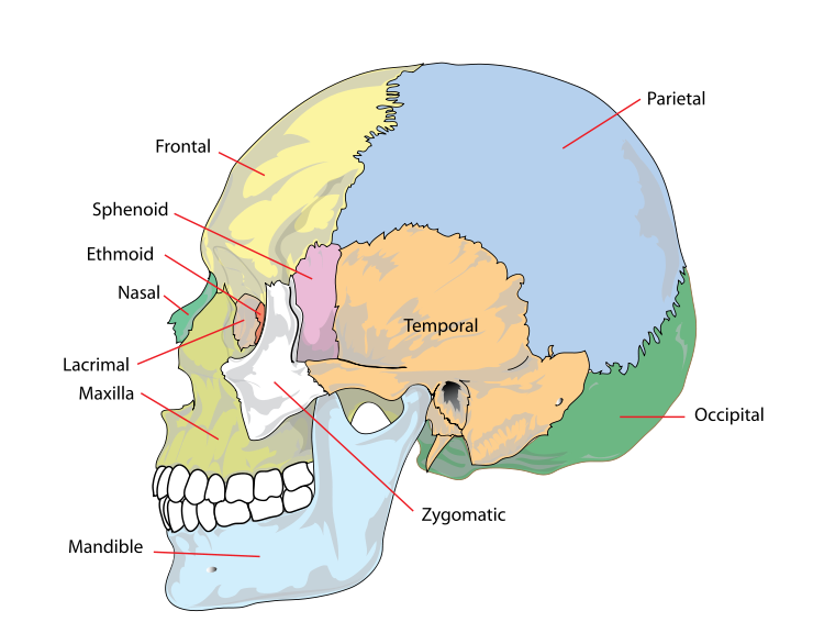 File:Human skull lateral simplified.png