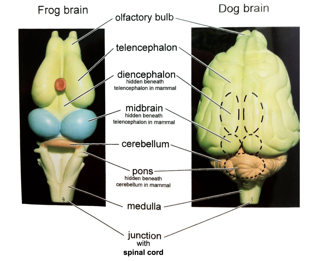 File:Comparative brain anatomy frog-dog.jpg - Embryology