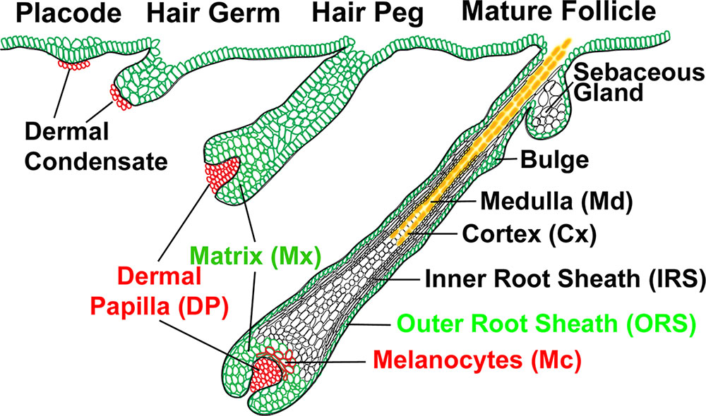 Integumentary System - Hair Development - Embryology