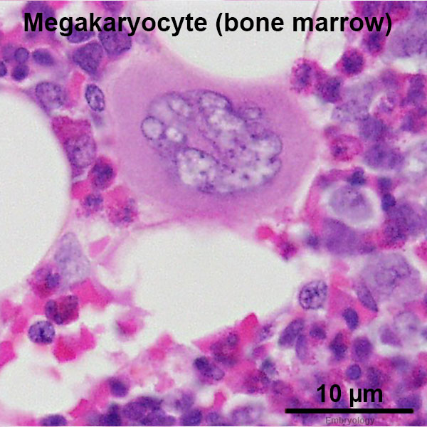 File:Megakaryocyte 01.jpg