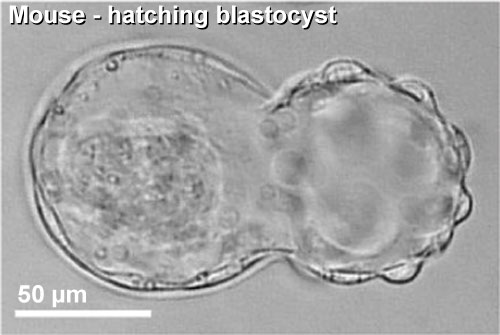 File:Mouse-hatching blastocyst.jpg