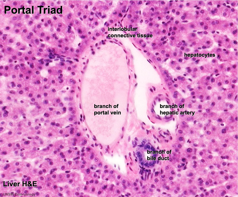 File:Liver histology 005.jpg - Embryology