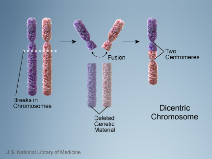 File:Chromosome- dicentric.jpg