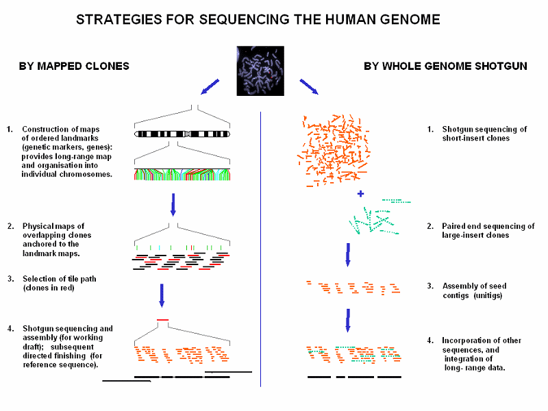 WGS sequencing.gif