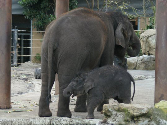 File:Elephant and calf.jpg