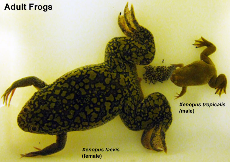 File:Adult frogs 01.jpg
