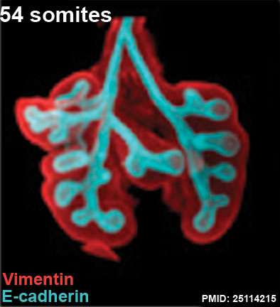 File:Mouse respiratory 54 somites.jpg