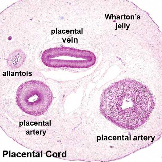 File:Placental cord cross-section.jpg