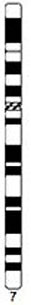 File:Human idiogram-chromosome 07.jpg