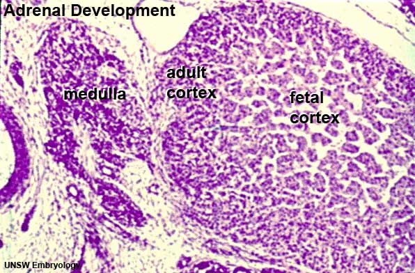 File:Human-adrenal gland 01.jpg - Embryology