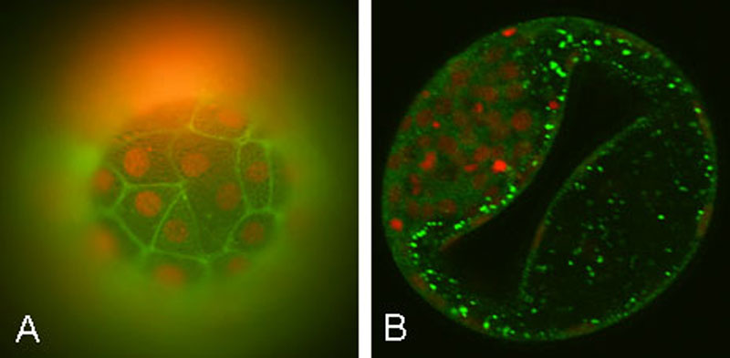 File:Bovine blastocyst KRT18 and MYL6 expression.jpg