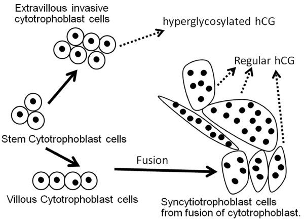 File:Trophoblast cell hCG.jpg