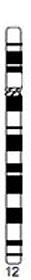 File:Human idiogram-chromosome 12.jpg
