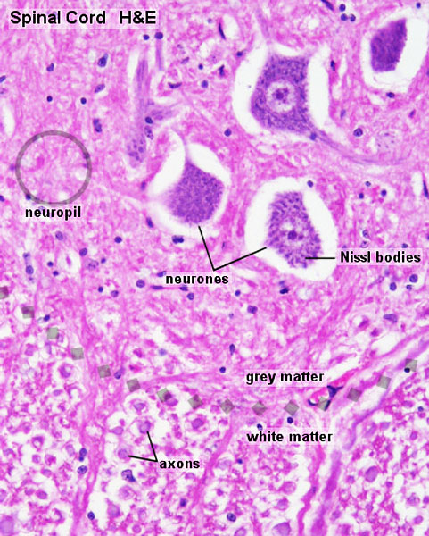 File:Spinal cord histology 11.jpg