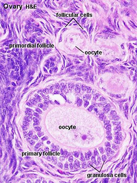File:Ovary follicle 01.jpg - Embryology