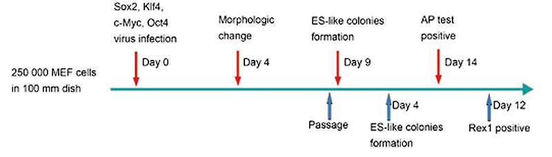 File:Reprogramming MEF into ES-like cells 03.jpg