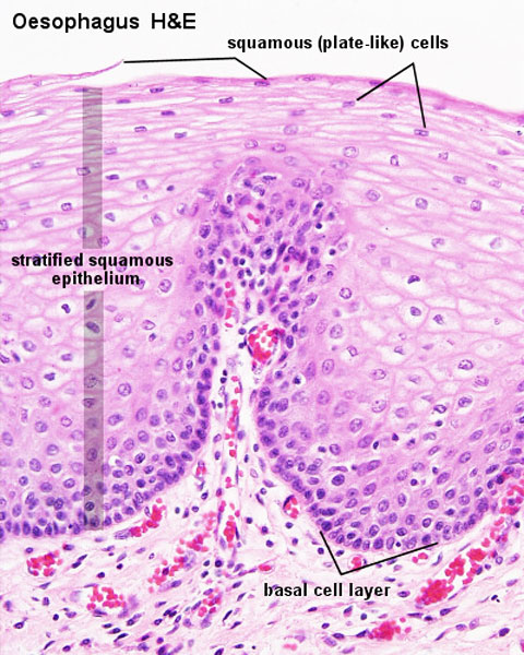 File:Oesophagus histology 04.jpg