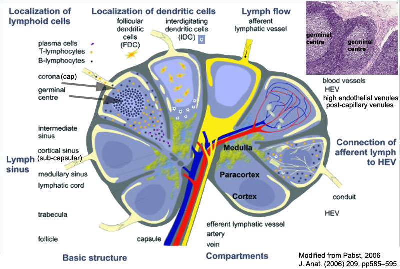 Sh Practical Lymphatic Structure And Organs Embryology