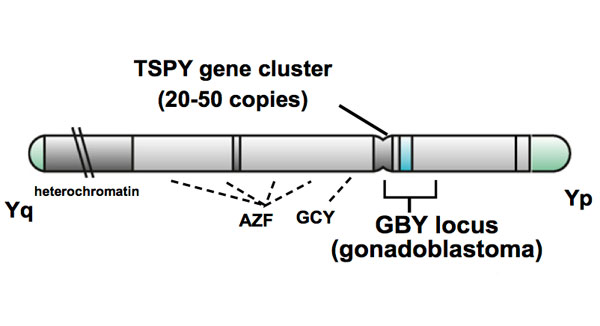 File:Testis-specific protein on Y chromosome.jpg