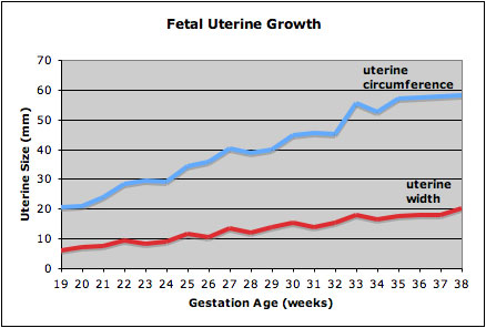 File:Fetal uterus growth.jpg