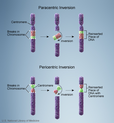 File:Chromosome- inversion.jpg