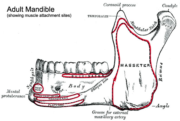 File:Musculoskeletal- adult mandible.jpg