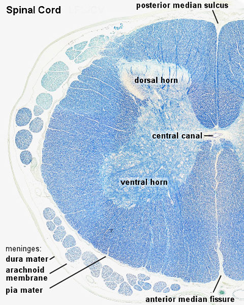 File:Spinal cord histology 02.jpg - Embryology