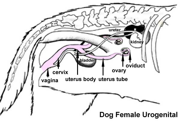 File:Dog- female urogenital cartoon.jpg - Embryology