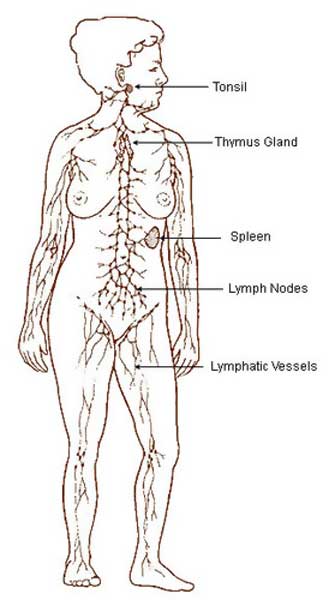 File:Adult lymphatic system.jpg