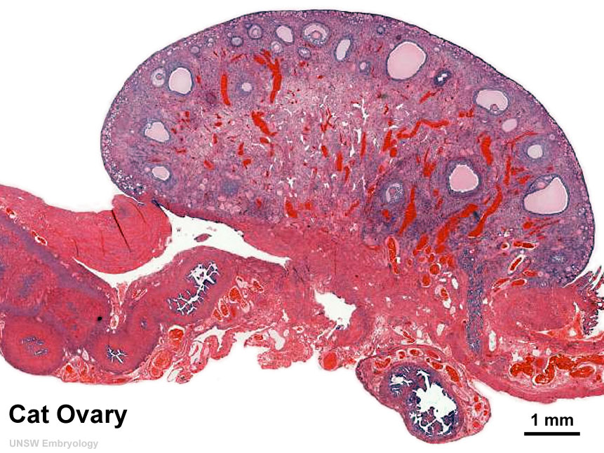 File:Ovary- histology overview.jpg - Embryology