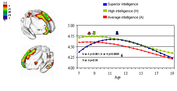 Postnatal cortex development trajectory.jpg