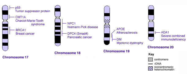 Human genetics chromosomes 17-20.jpg