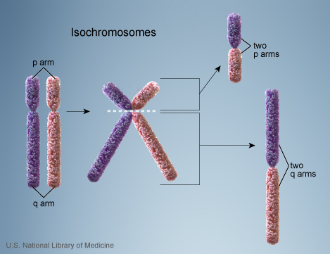 File:Chromosome- isochromosomes.jpg