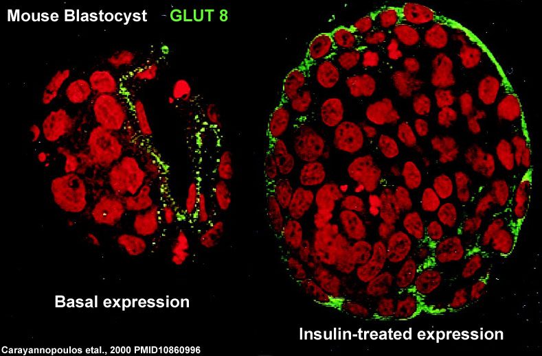 File:Mouse- blastocyst GLUT8 expression.jpg