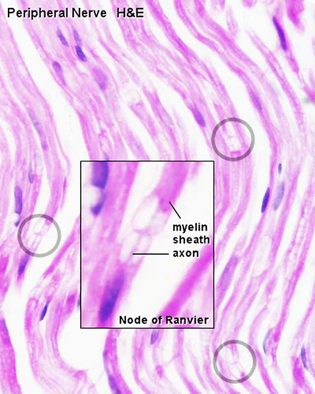 File:Peripheral nerve histology 03.jpg - Embryology