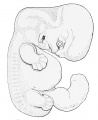 88. Human Embryo of about 16 mm (after W. His)
