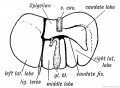 Fig. 214. Diagram of a mammalian Liver viewed from behind and below.