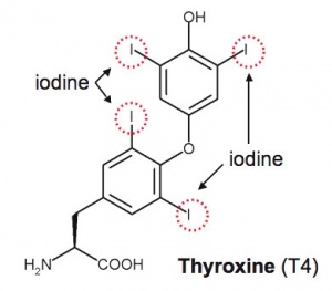 Thyroid hormones   wikipedia