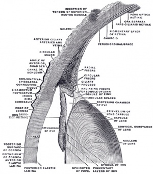 Section through front of Eyeball