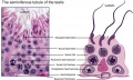 Mouse- seminiferous tubule histology PMID 19758979
