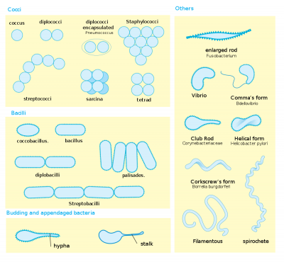 Bacterial morphology.png