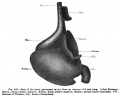 Fig. 422. Cast of the lesser peritoneal cavity from an embryo 11.5 mm long